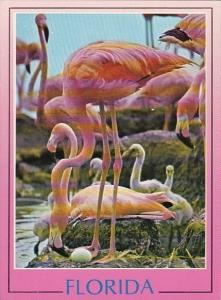 Florida Miami Florida Flamingos