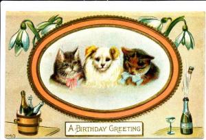 Dog and Two Cats Birthday Greeting - 1911