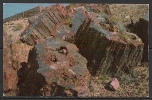 Arizona - Petrified Forest - [AZ-187]