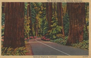 H-043  Avenue of Giants in California White Border Picture Postcard.