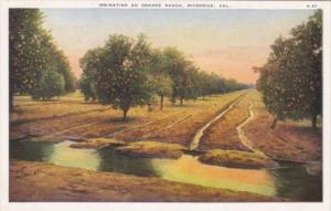 California Riverside Irrigating An Orange Ranch