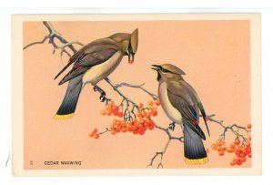 Birds - Cedar Waxwing