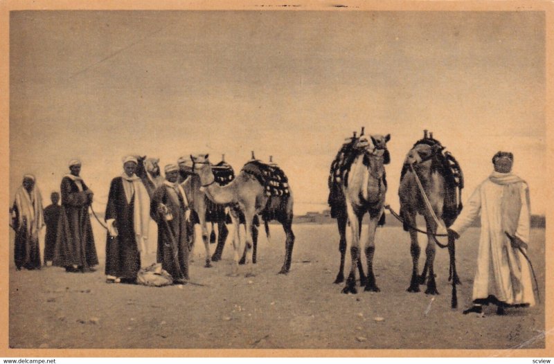 CAIRO, Egypt, 1900-1910s; Group Of Natives With Their Camels