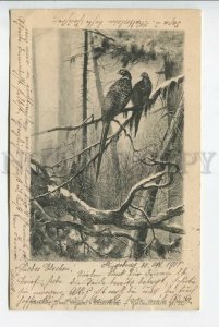 439157 HUNT Bird in Forest Pheasant on Tree TSN #21 Vintage postcard 1901 year