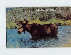 Postcard Northern Moose in his favorite feeding grounds, Hello from Ely, MN