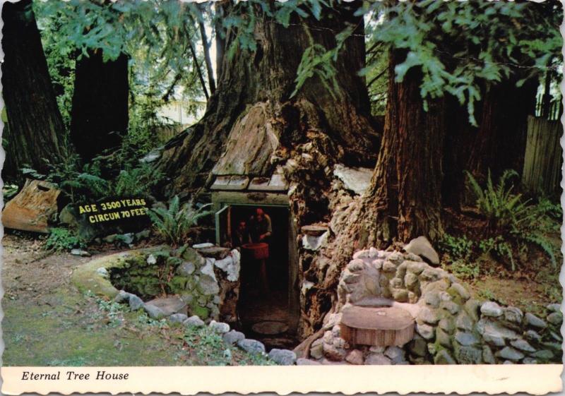 Eternal Tree House Redcrest CA California Redwood Trees Vintage Postcard D51