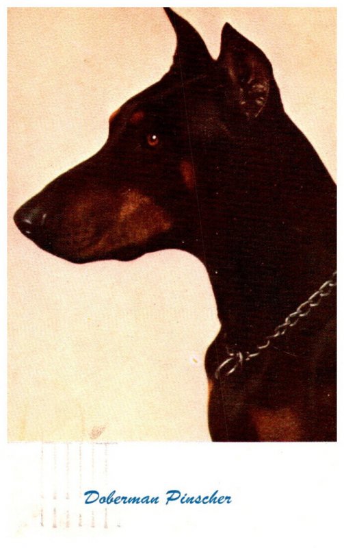 Dog   Doberman Pinscher