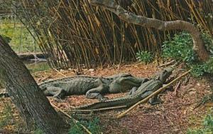 Louisiana Avery Island Jungle Gardens Alligators