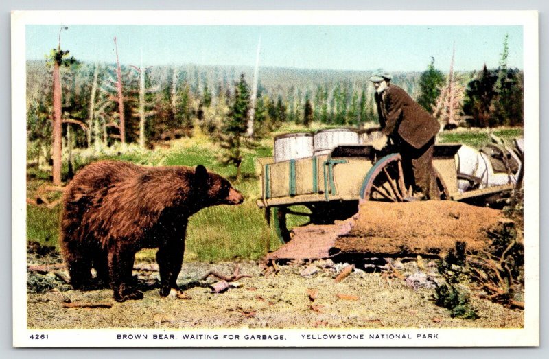 Yellowstone Park Wyoming~Brown Bear Waits for Man to Dump Garbage Wagon~c1915