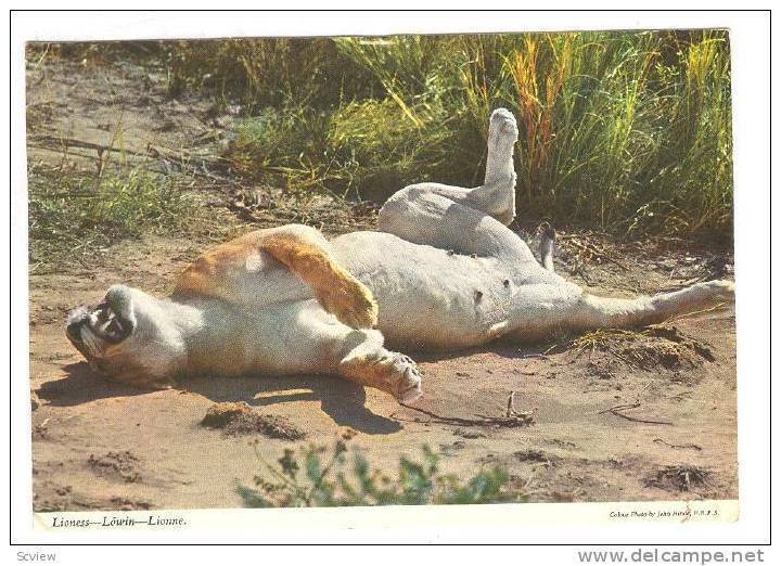 Lioness, Kenya, PU-1972