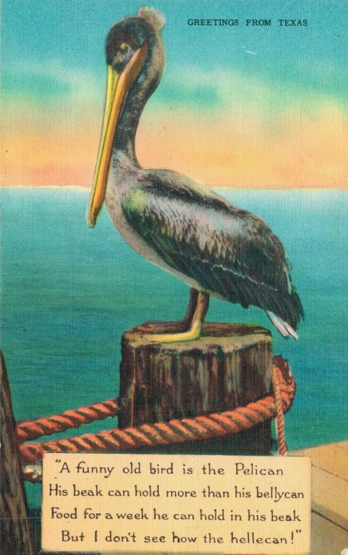 USA Greetings From Texas Pelican Linen Postcard 07.50