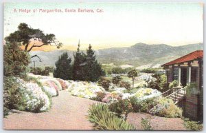 Vintage 1907 A Hedge of Marguerites Santa Barbara California Postcard