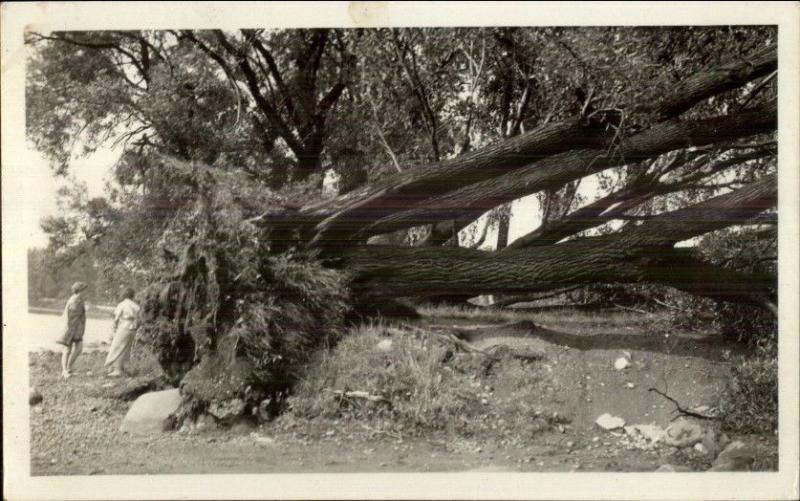 Wakefield MA 1936 Storm Toppled Tree Real Photo Postcard