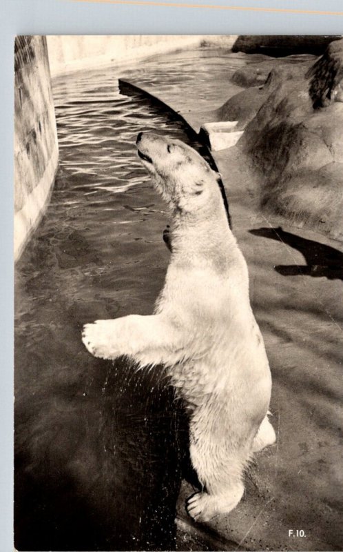 Polar Bear Real Photo