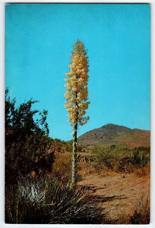 Giant Postcard Yucca Large Desert Flower Large Oversize Vintage Unused Columbia