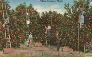 Vintage Postcard 1955 Picking Oranges in Florida Fruits Plants Harvesting Food