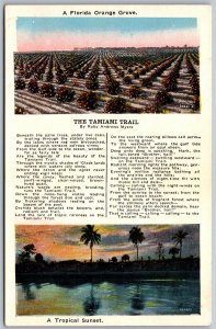 Vtg Florida FL Orange Grove Tropical Sunset The Tamiami Trail Views Postcard