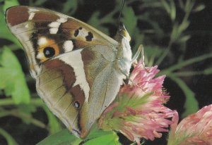 Limentis Camilla Butterfly Butterflies Postcard