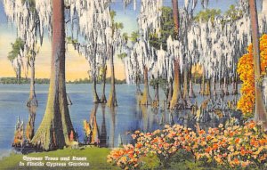 Cypress Trees and Knees in Florida Cypress Gardens FL