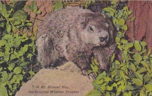 Mister Ground Hog The Original Weather Prophet