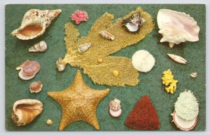 Animal~Sea Shell Homes Of Sea Animals~Star Fish~Scallops~Conch~Vintage Postcard