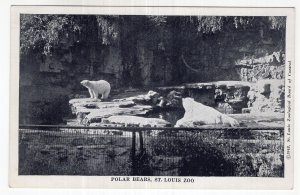 Polar Bears, St. Louis Zoo