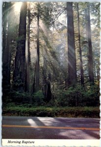 Postcard - Morning Rapture, Redwood Highway - California