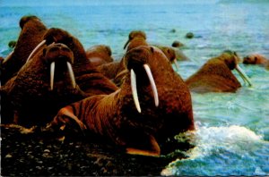 Alaska Walrus