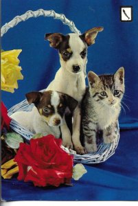 Cat with dogs in basket. Rose Modern Spanish photo postcard 1970s