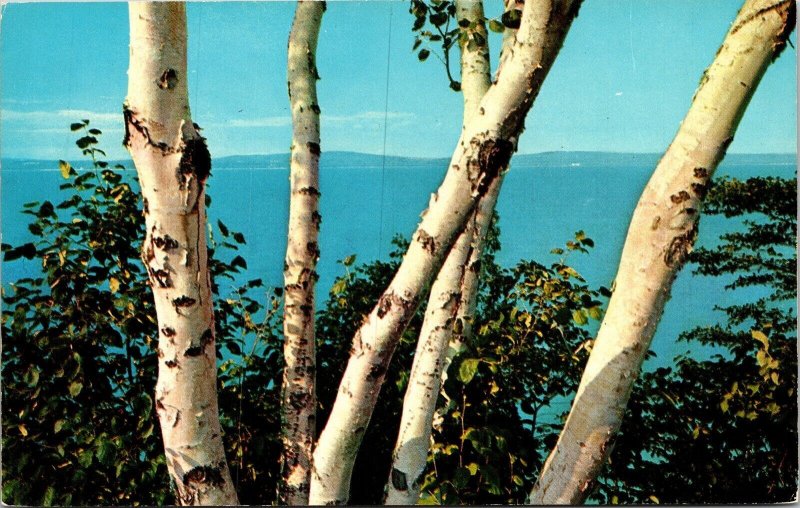 White Birch Trees Mountains Postcard VTG UNP Curteich Vintage Unused Chrome 