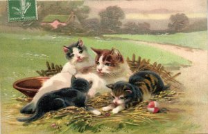 PC CATS, FOUR CATS PLAYING IN A FIELD, Vintage EMBOSSED Postcard (b47050)