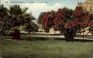 Palms in City Park - Galveston, Texas