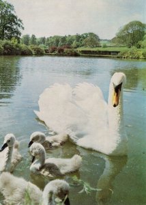 Swan & Cygnets Birds at Sizergh Castle Postcard