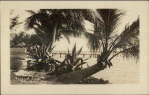 Palm Beach FL Tropical Scene c1930 Real Photo Postcard