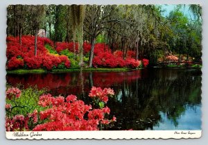c1976 Middleton Gardens Charleston South Carolina 4x6 VINTAGE Postcard 1601