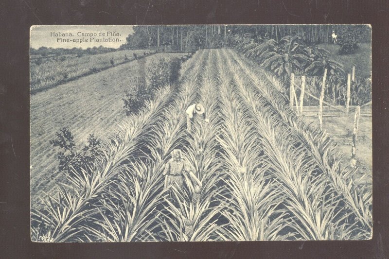 HABANA HAVANA CUBA PINEAPPLE PLANTATION FARMING VINTAGE POSTCARD