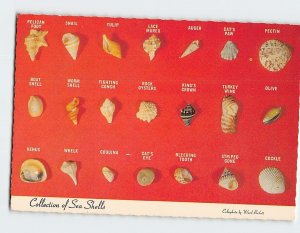 Postcard Collection of Sea Shells, Florida