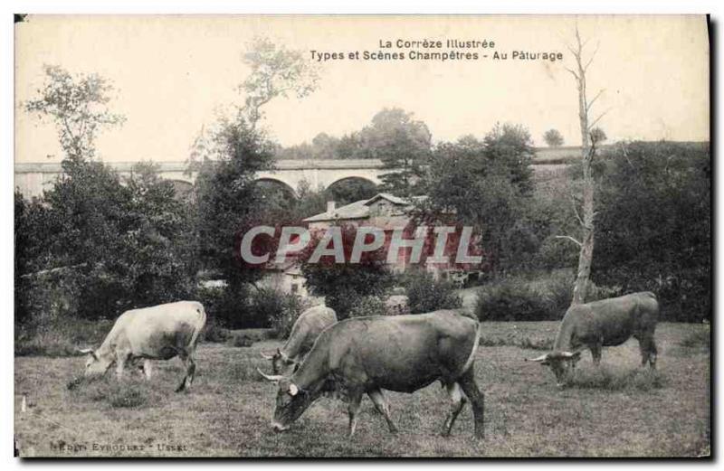 Old Postcard Folklore Correze the pasture Cows