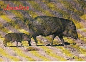 Javelina Native American Pig
