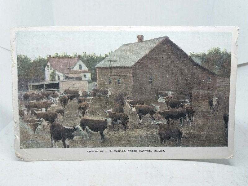 Farm of Mr J E Marples Deleau Manitoba Canada Vintage Antique Postcard 1908