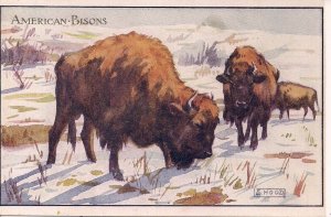 AMERICAN BISON, Buffalo, Artist Signed, Eileen Hood, ca, 1919. Animals