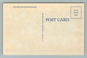 Mimosa Blossoms, Morganton, North Carolina, Postcard