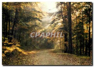 Modern Postcard Sous Bois des Vosges