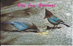 US. California.  Blue Jay land.  unused - writing on back - 1979