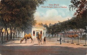 ZOO PARK JAULA DE CAMELLOS CAMEL POSTCARD (c 1910)