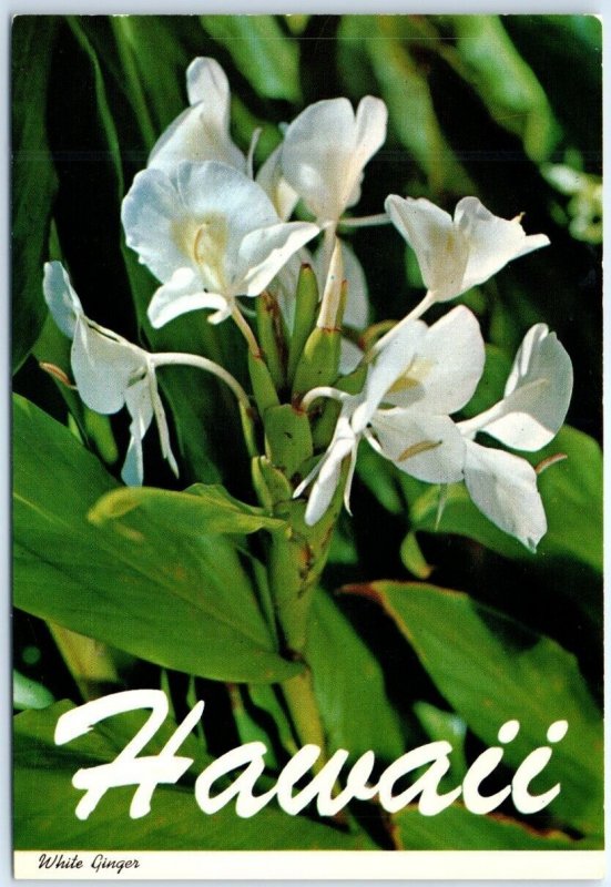 Postcard - White Ginger - Hawaii