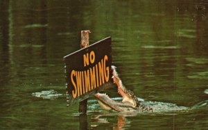 Vintage Postcard 1974 Gator Lagoon Homosassa Springs Alligator & Crocodiles FL