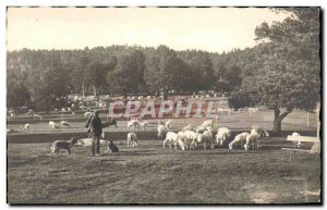 Old Postcard Shepherd and sheep Breeding