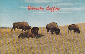 Nebraska A Few Herd Of Bison Still Remin In Nebraska Among Them One At The Fo...