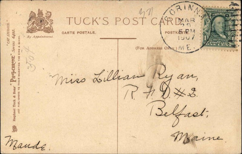 Kittens Cats Cat Studies Books Reading Comic Tuckc1900s-20s Postcard